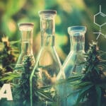 THCa Sverige | Din guide till att köpa THCa